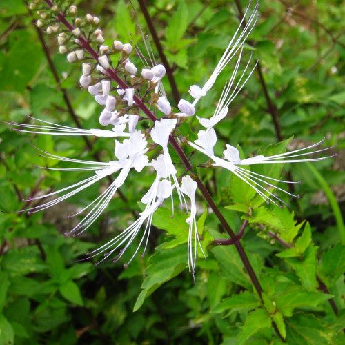 misai-kucing-500x500