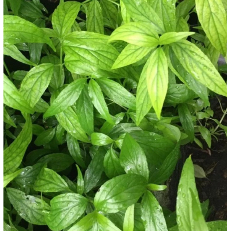 my-11134207-7r991-lsdt4tqjubz863